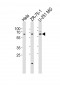 SPATS2 Antibody (C-term)